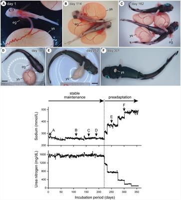 One-year extra-uterine life support for viviparous shark embryos: first technological application to mid-term embryos